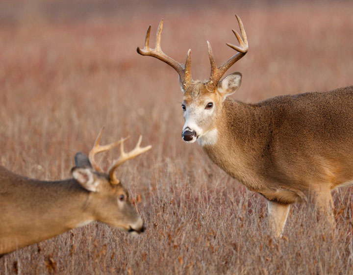 Paul Tessier mature bucks