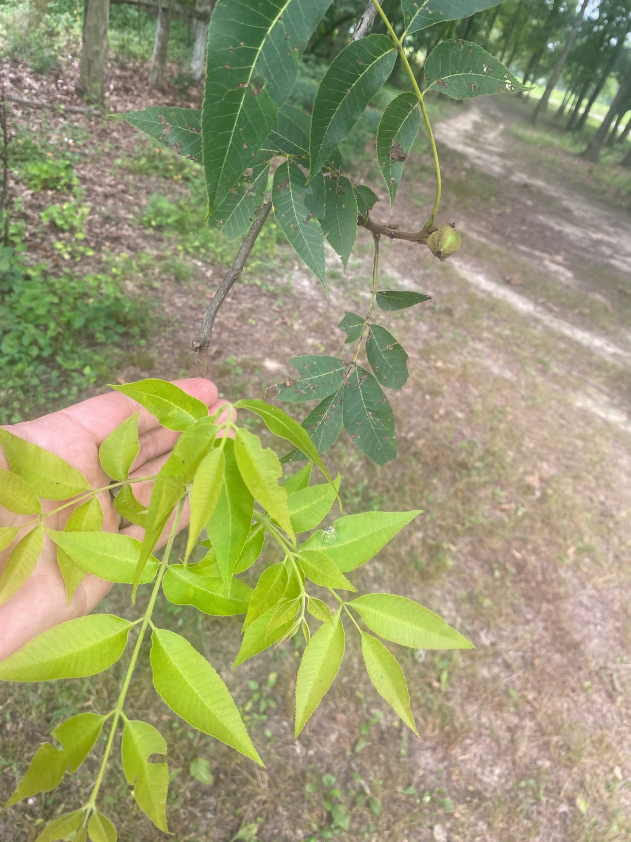 pecans