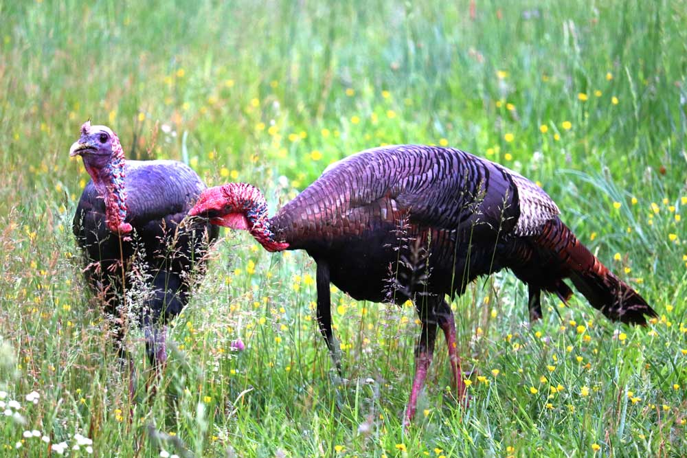 2 gobblers