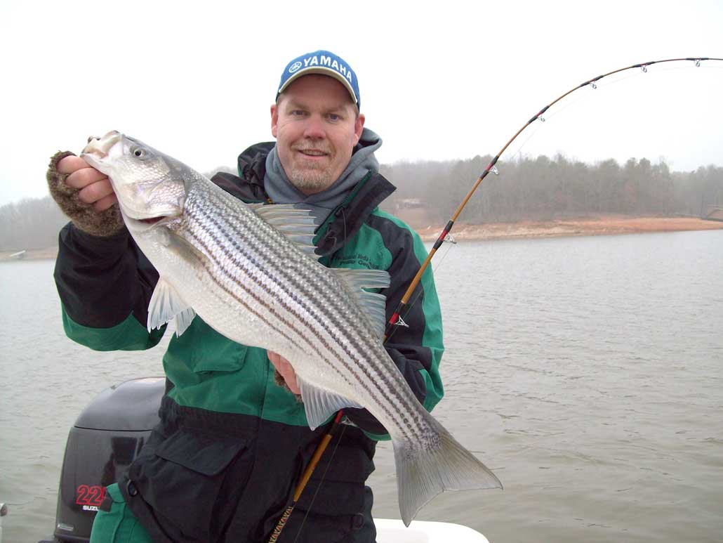 How To Catch Striped Bass On Umbrella Rigs