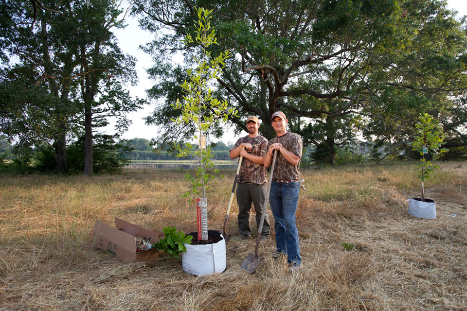 planting tree