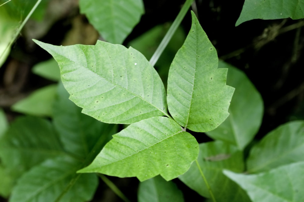 poison ivy