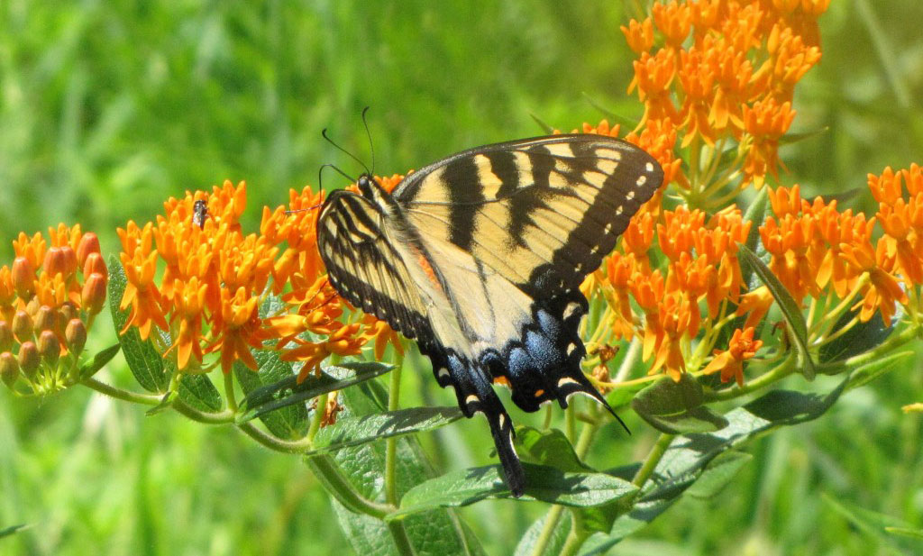 pollinators for deer food