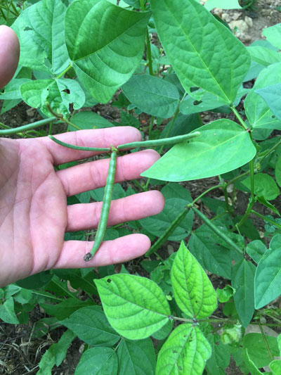 Protein Peas