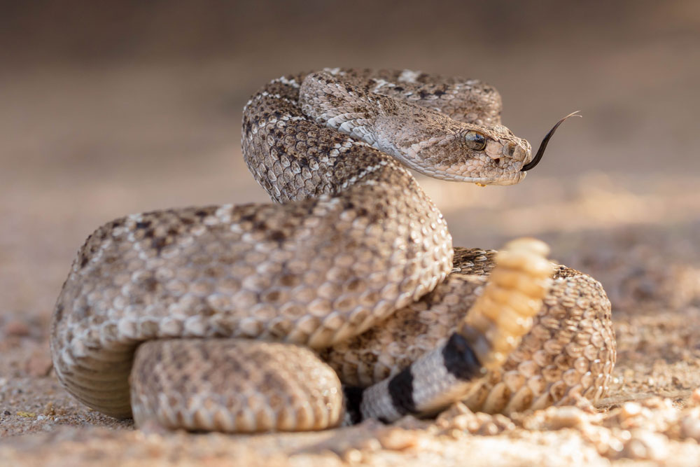 rattlesnake