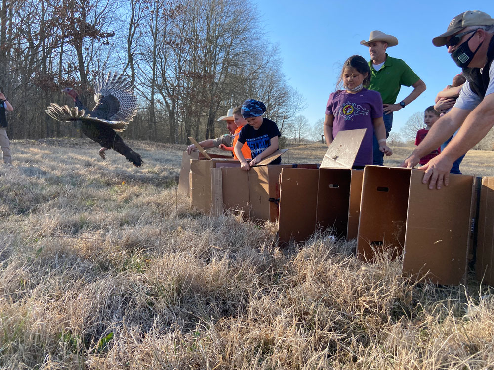 releasing turkeys