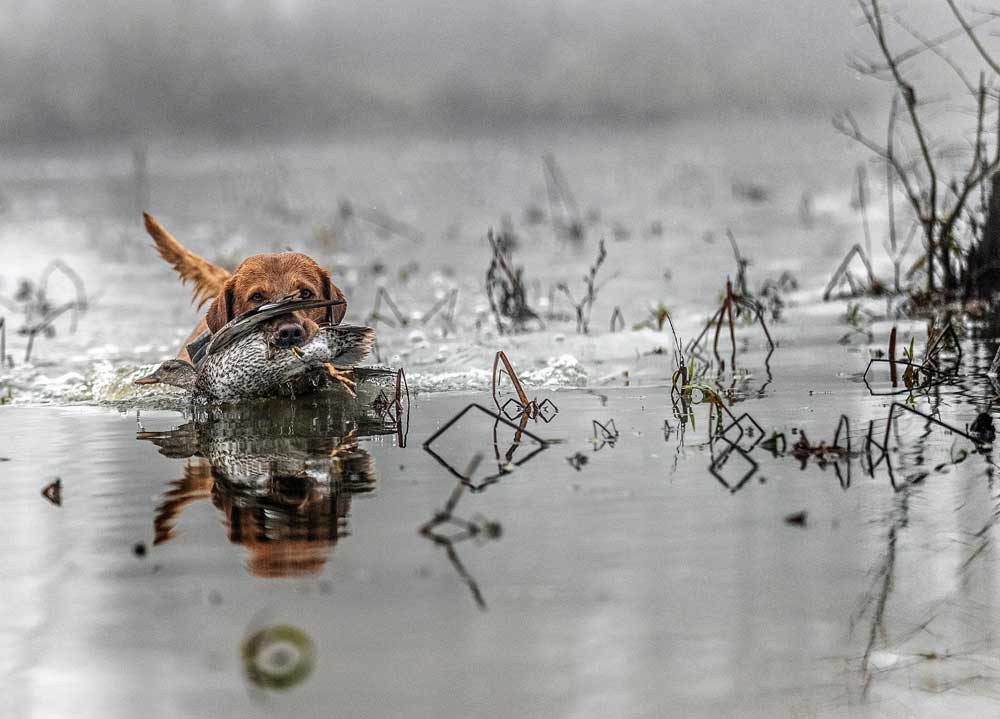 retriever with duck