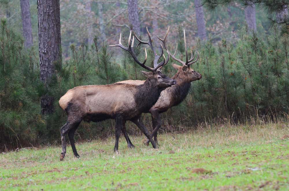 Rocky Mountain elk