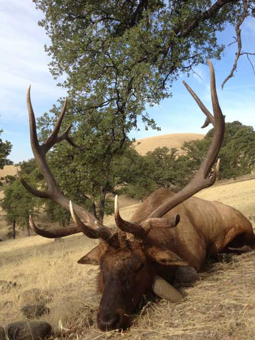 Roosevelt bull elk