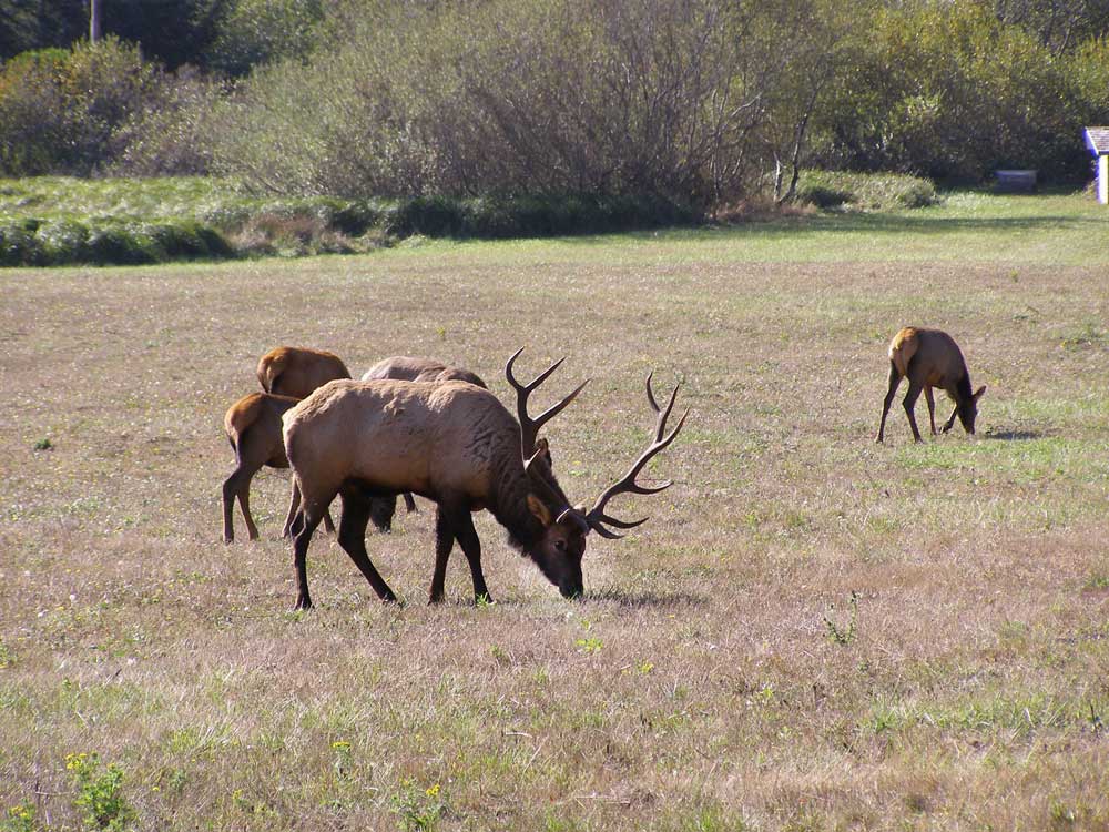 Roosevelt elk herd