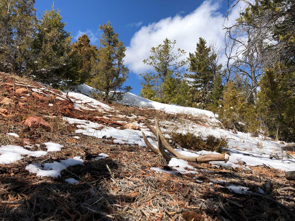 Mule Deer shed antler thawing in snow