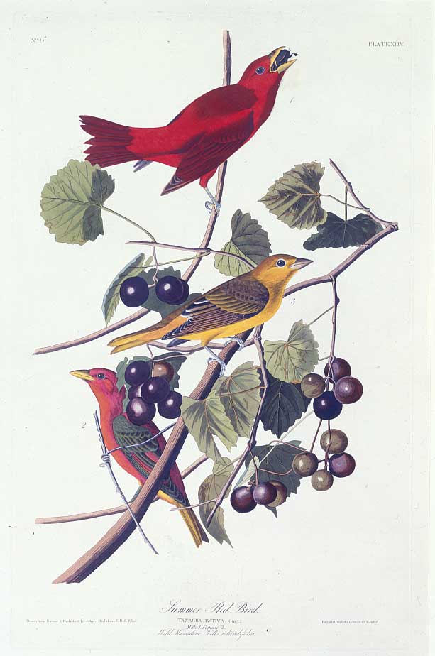 Audubon's Scarlet Tanager