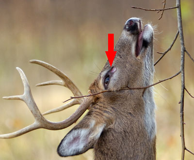 preorbital glands buck