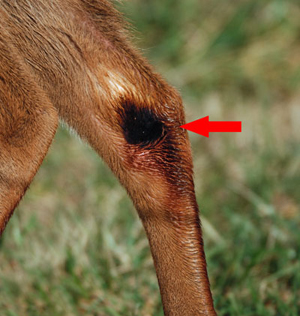 deer tarsal