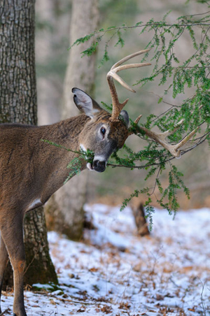 buck eating pine