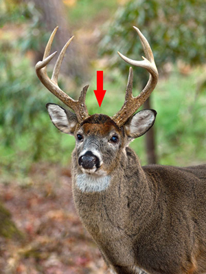 buck forehead