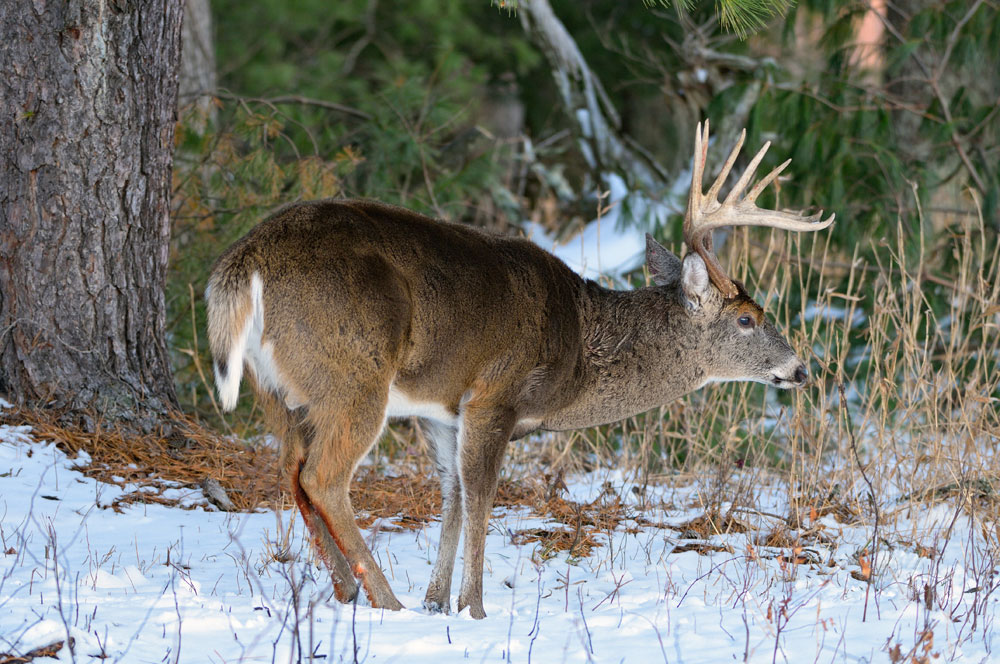 deer scent glands