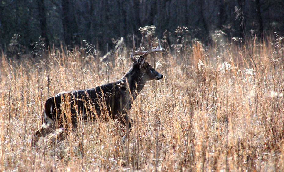 whitetail buck