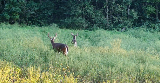 buck on camera