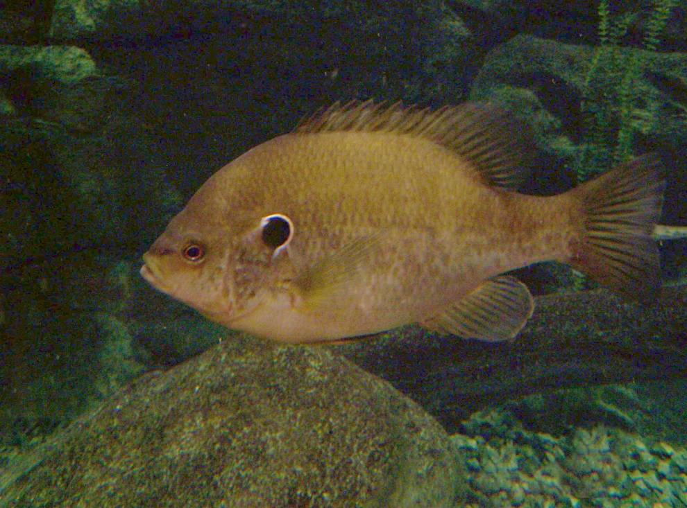 bream