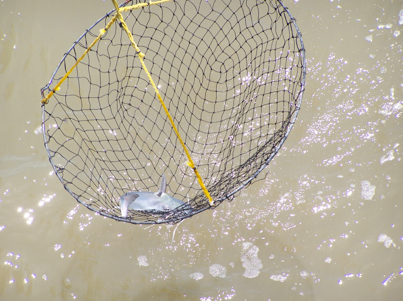 Pier Fishing 4