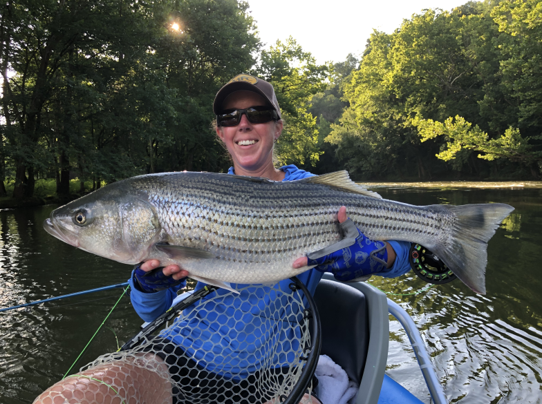 Striper on fly