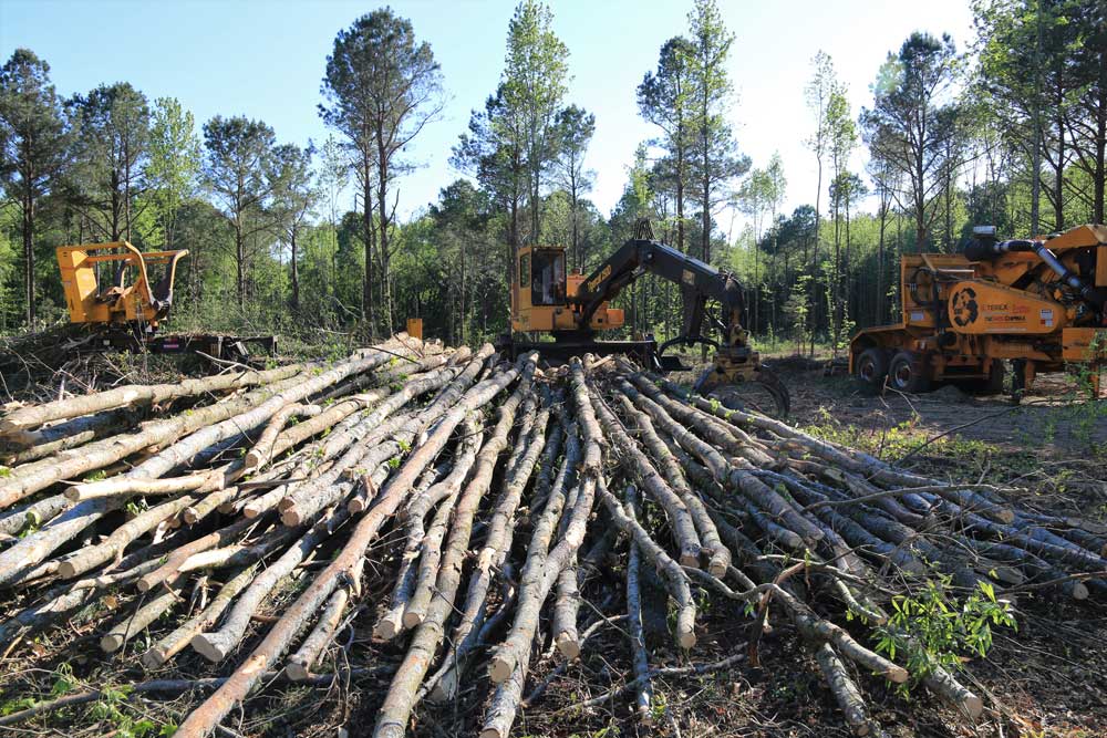 select cutting trees for deer