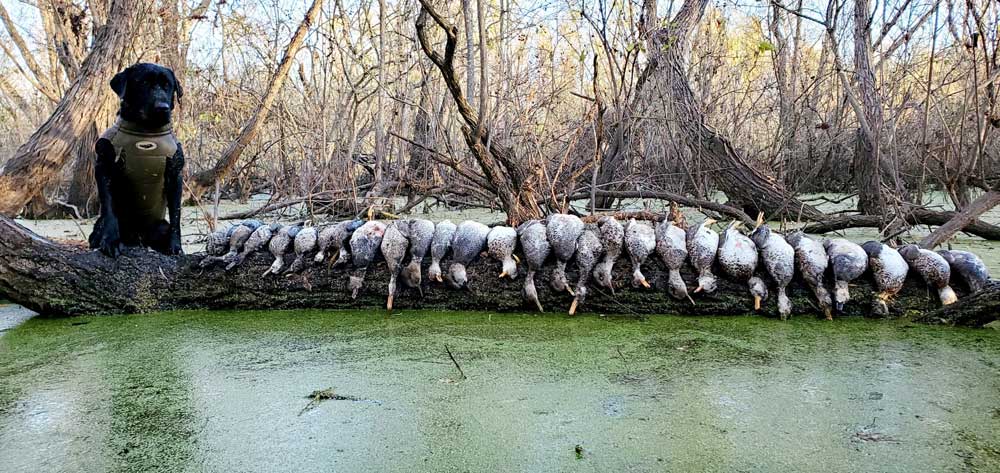 lab with gadwalls