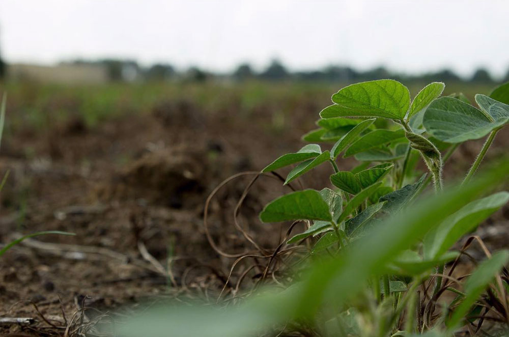 soybeans