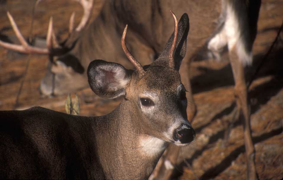 legal spike deer