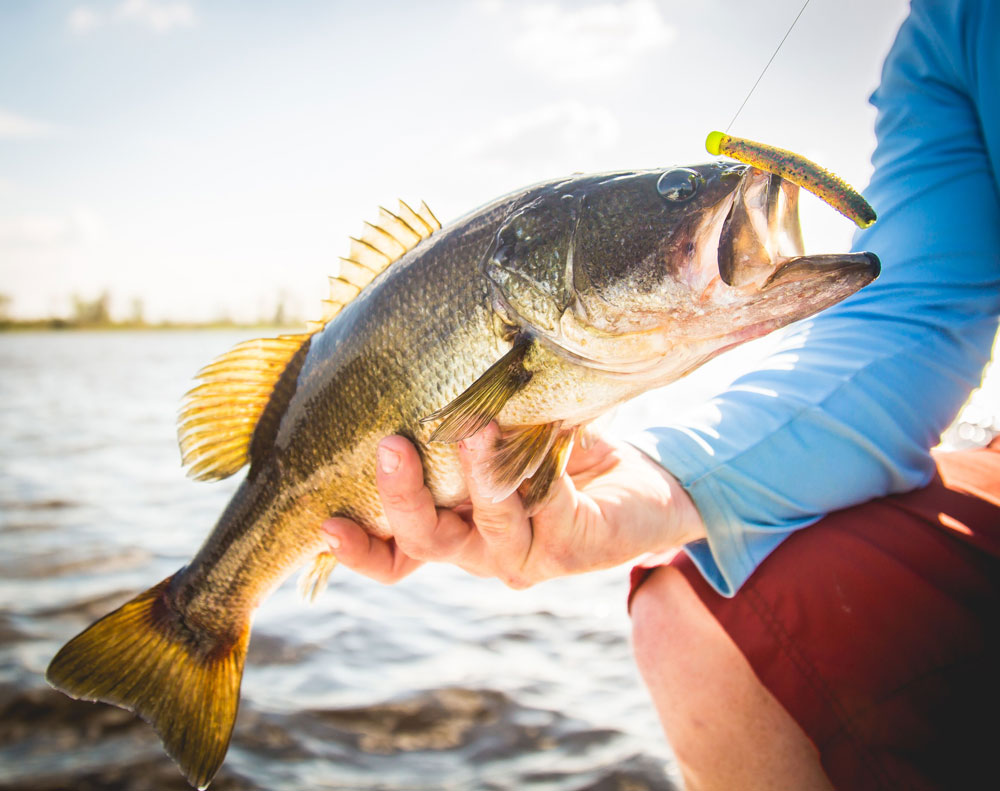 summertime bass