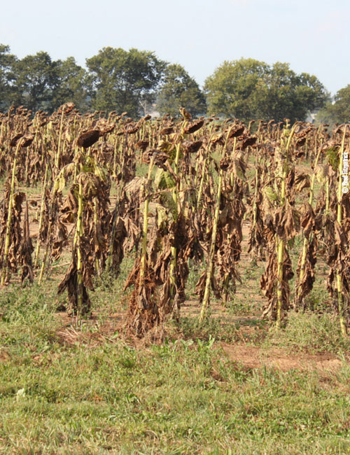 sunflowers for doves