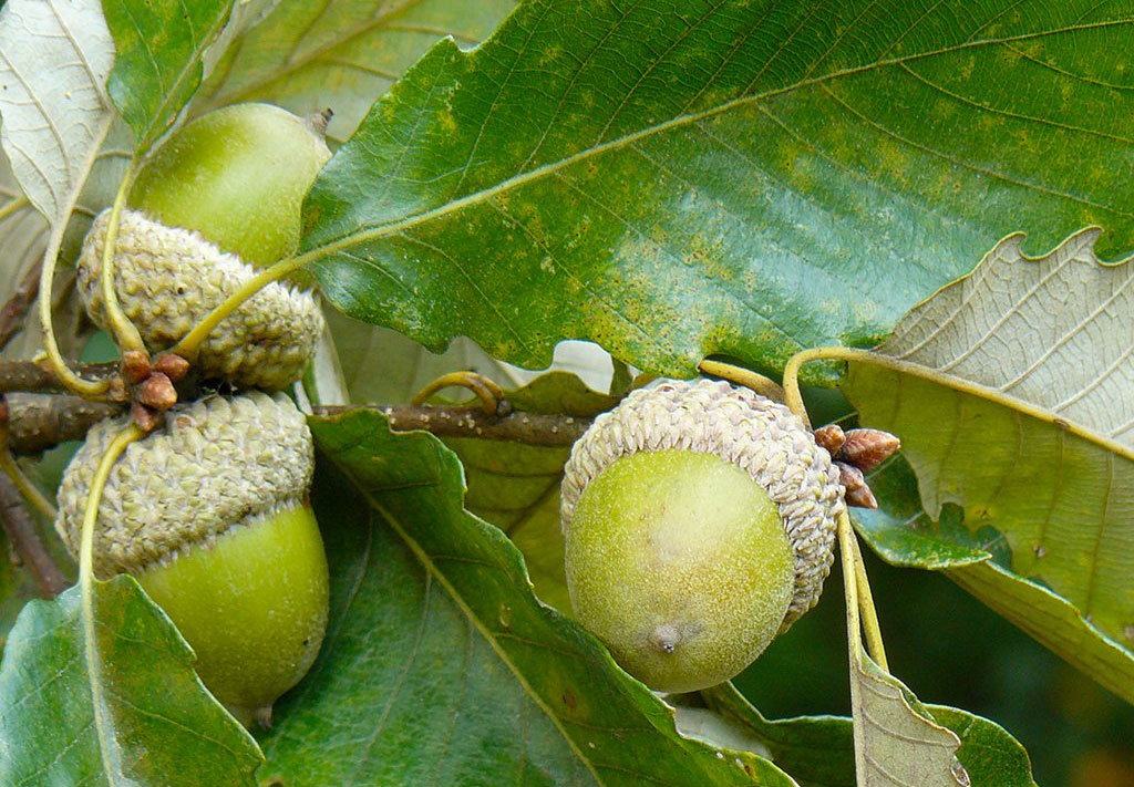 swamp chestnut oak