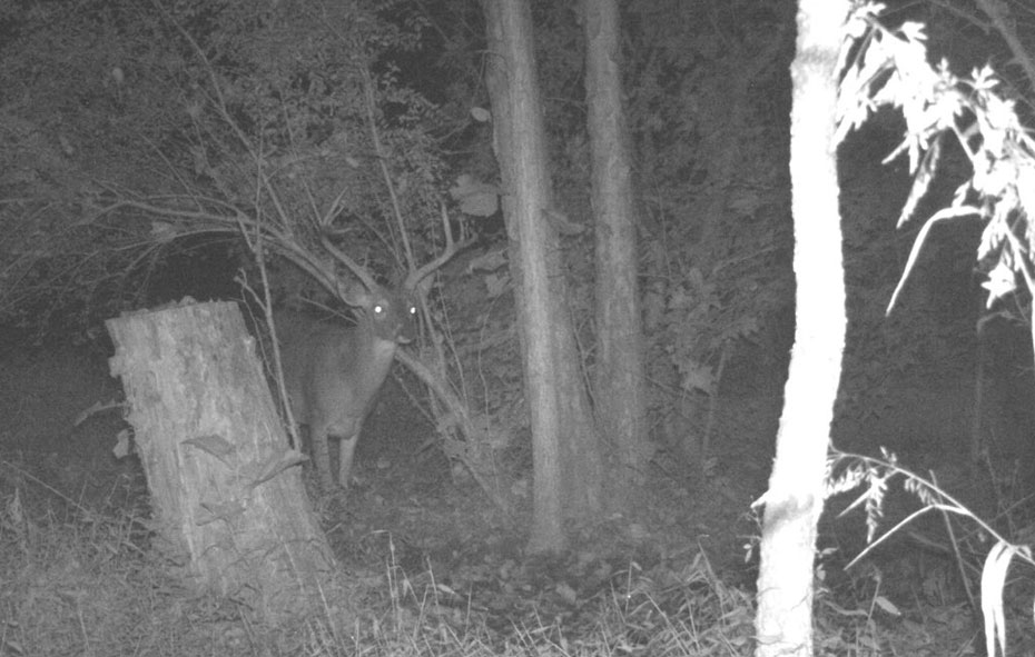 buck deer on game camera