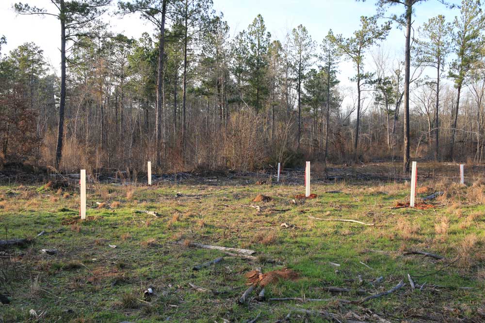 sweetgum flat replanted with oaks