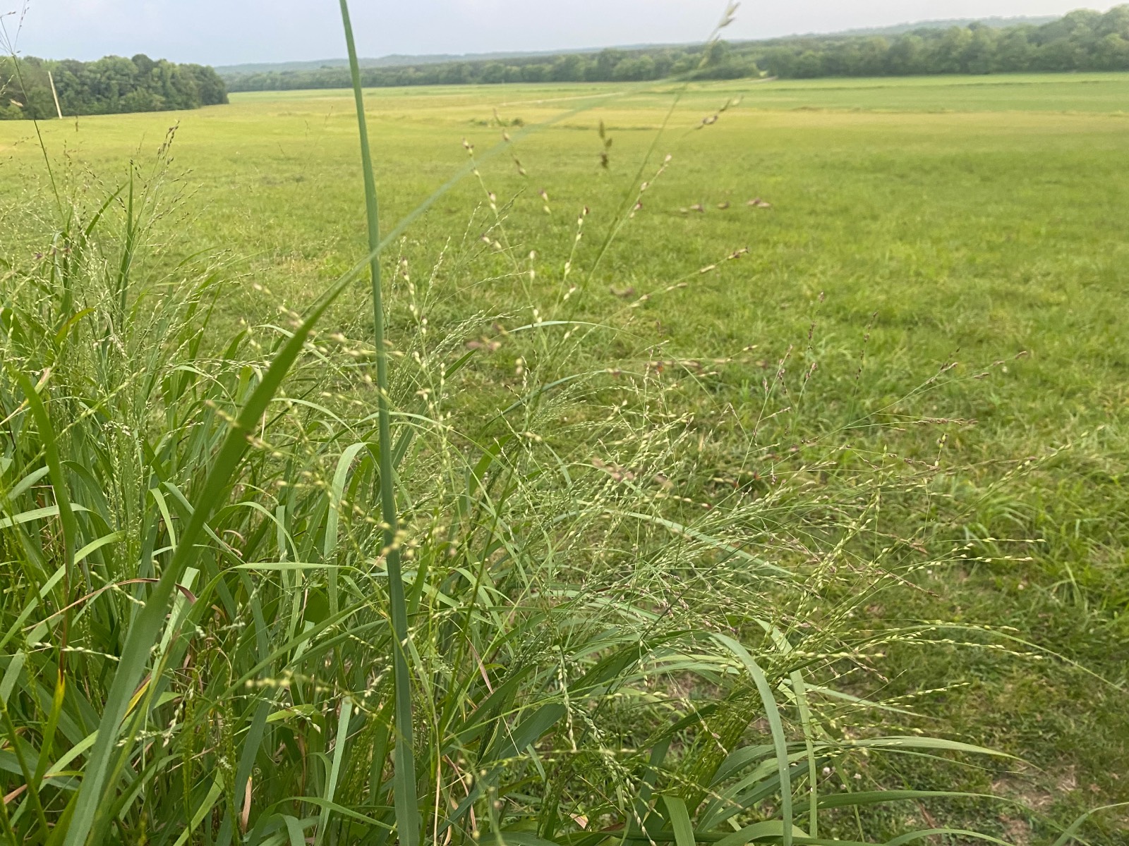 switchgrass