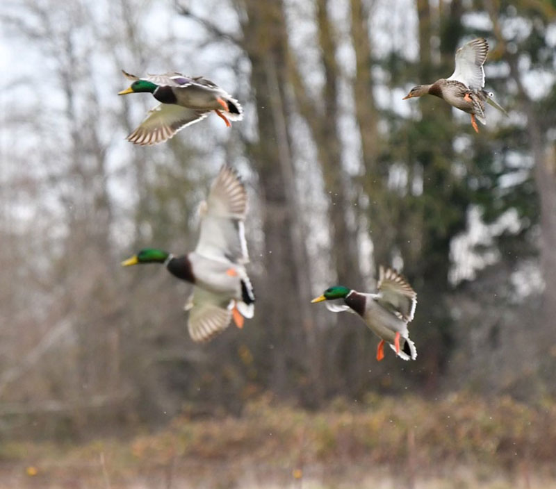 mallards