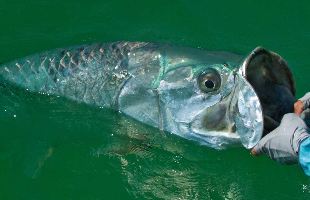 Tarpon fish