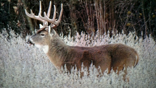 6 year old buck on trail camera