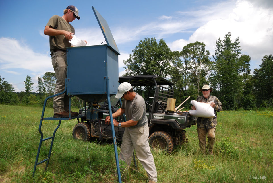 baiting hog trap