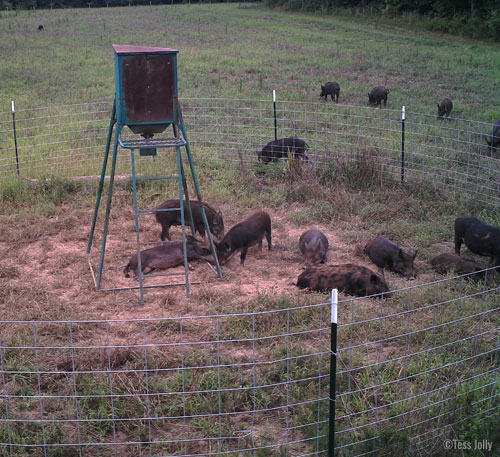 trapped hogs