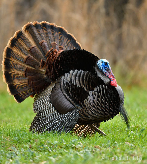 wild turkey full strut