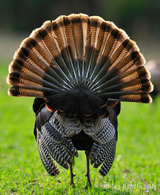 wild turkey strut tail