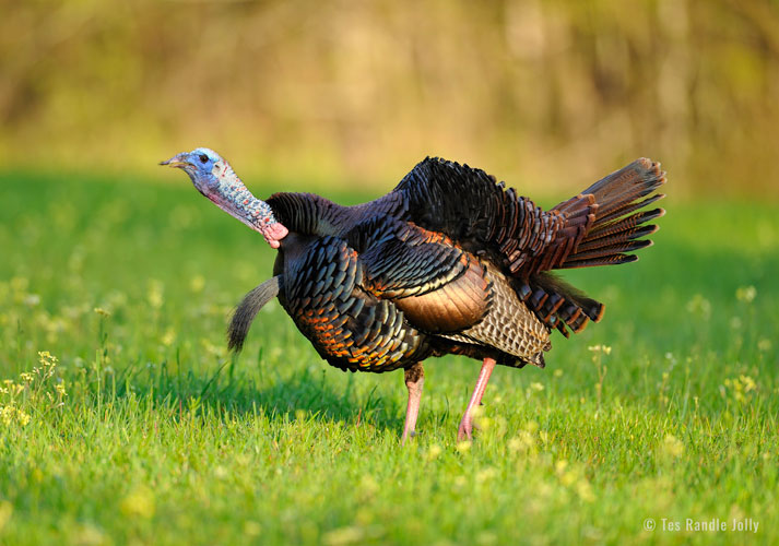 gobbling turkey