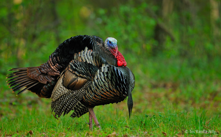 wild turkey feathers