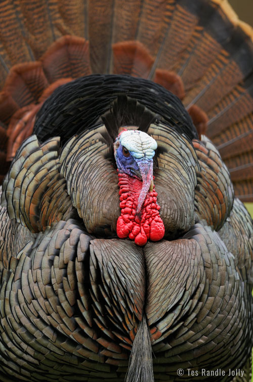 turkey gobbler strut