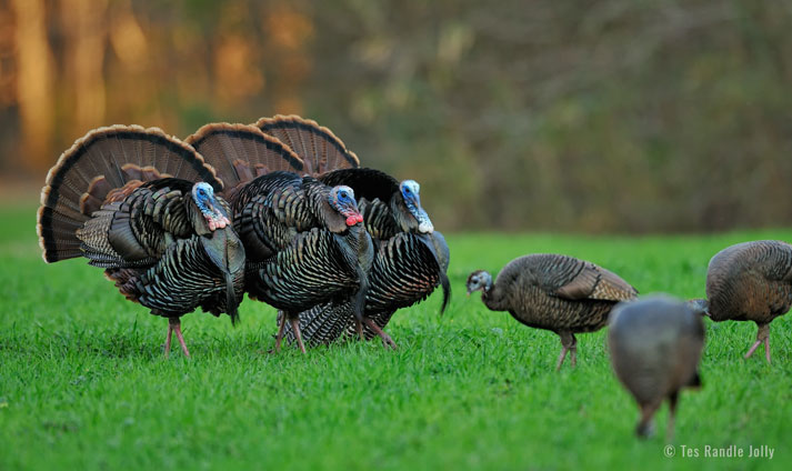 turkeys breeding