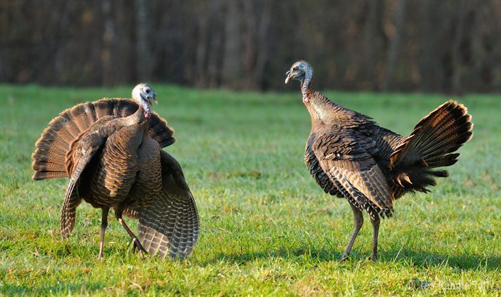 wild turkey hens