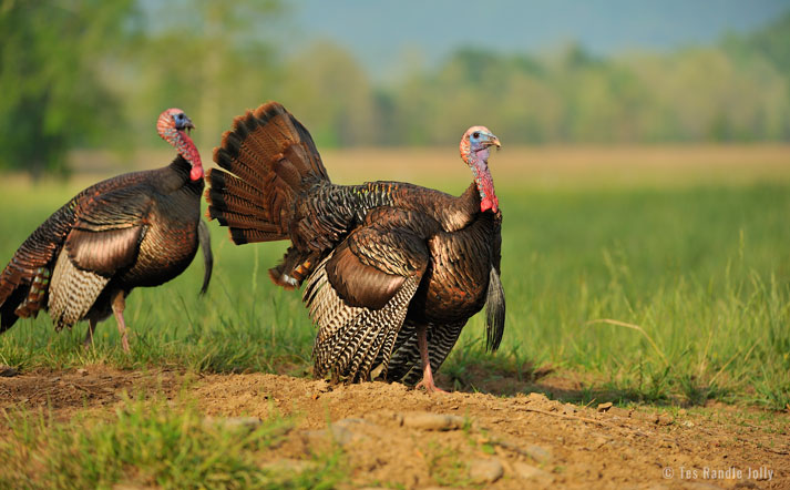 strutting gobblers