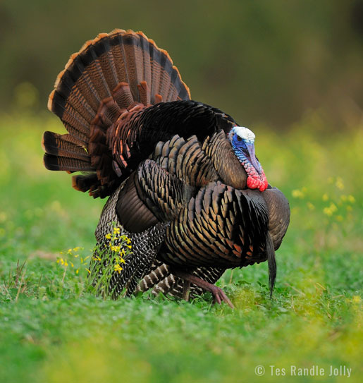 wild turkey struting